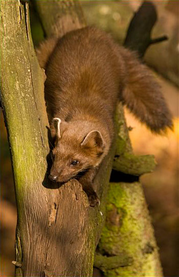 Baummarder