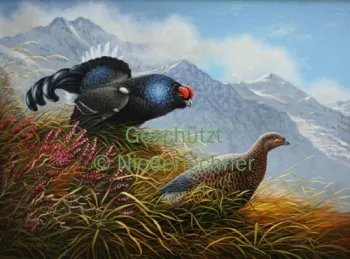 Niederlechner-Birkwild