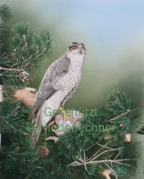 Niederlechner-Habicht
