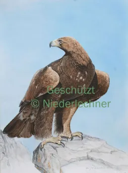 Niederlechner-Steinadler