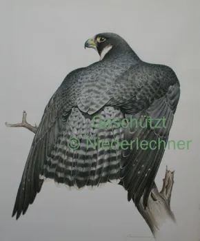 Niederlechner-Wanderfalke