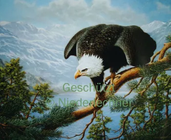 Niederlechner-Weisskopfseeadler