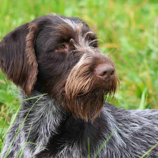Jagdhund