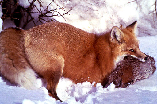 Rotfuchs