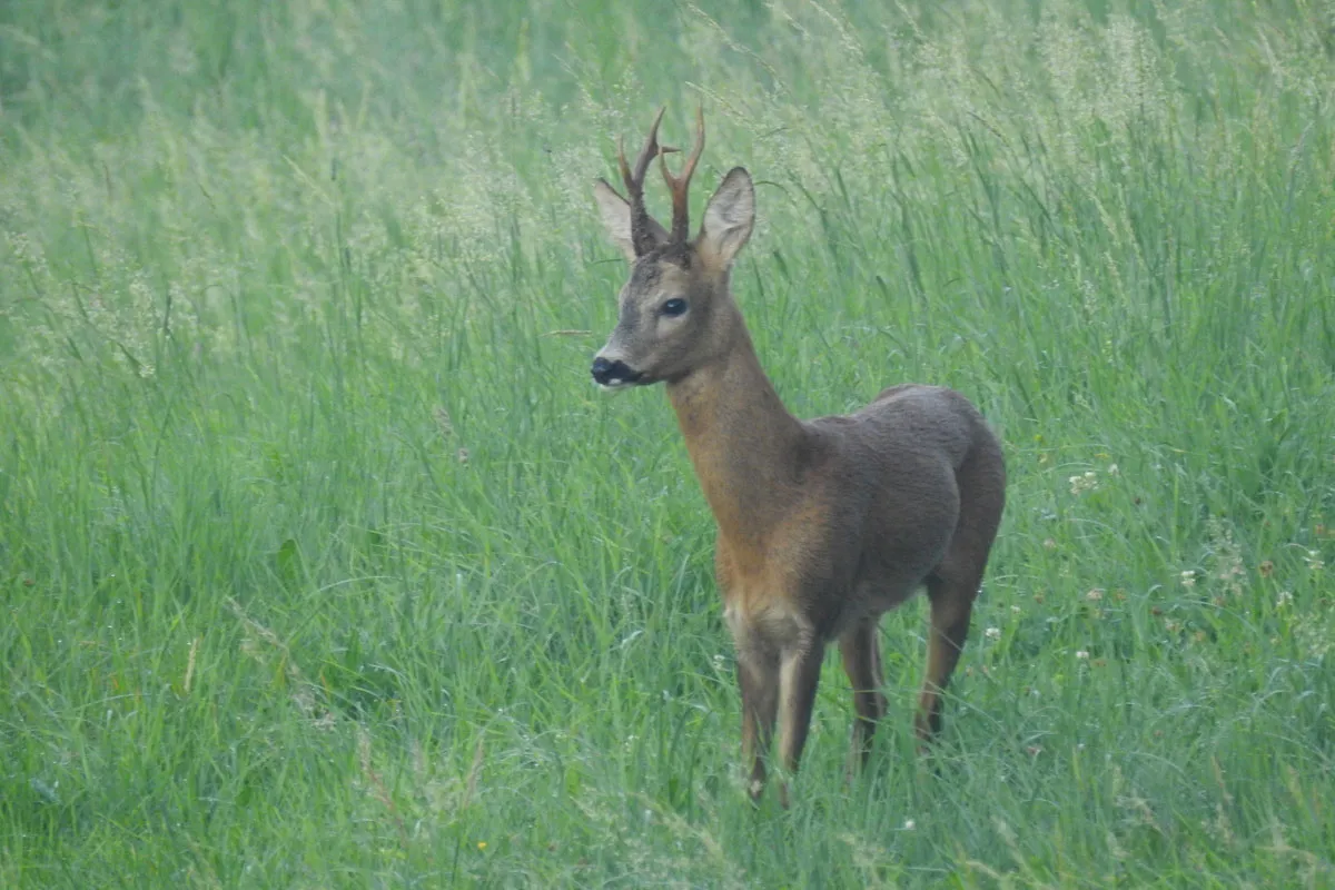 Rehbock