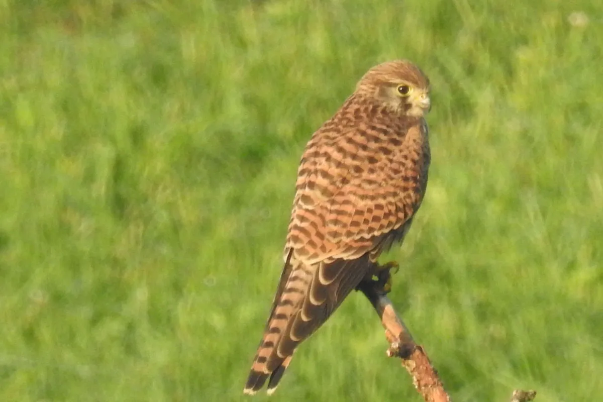 Turmfalke