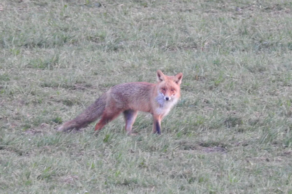 Fuchs