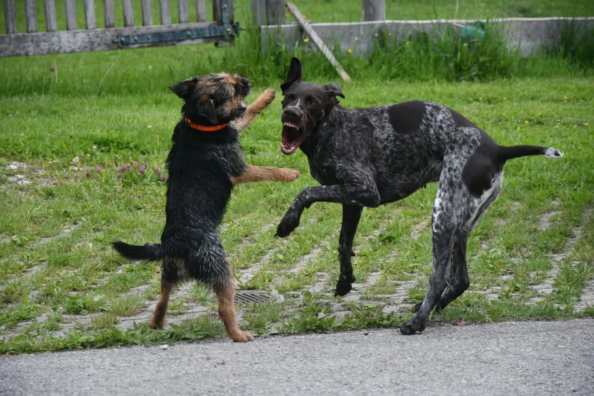 Jagdhunde