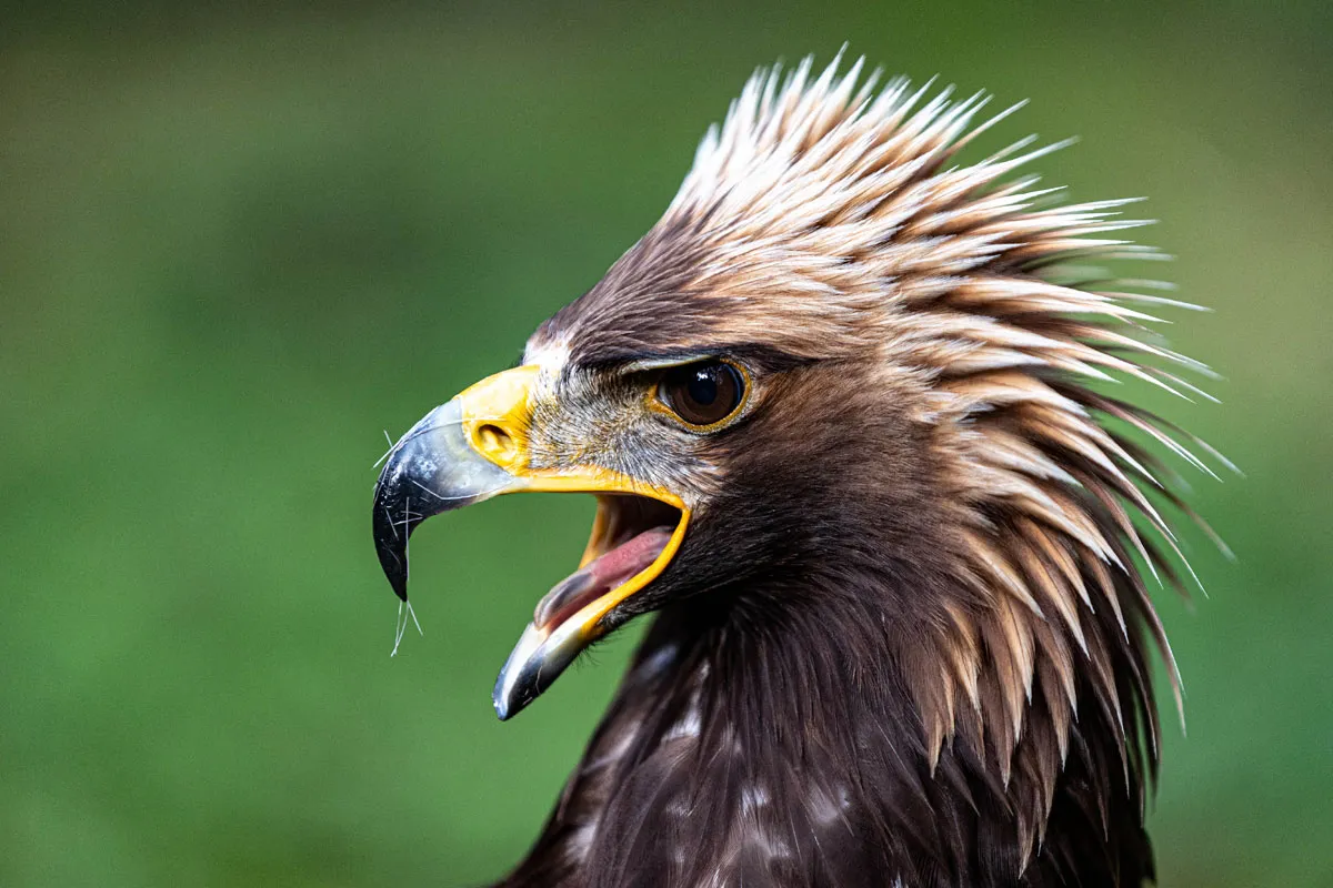 Steinadler