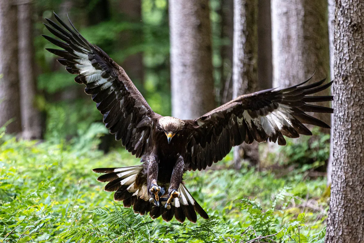 Steinadler