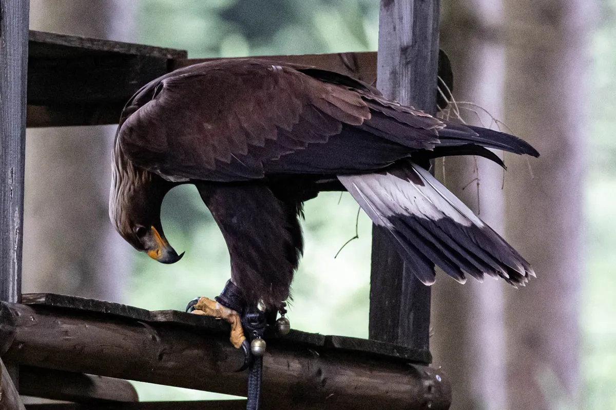 Steinadler