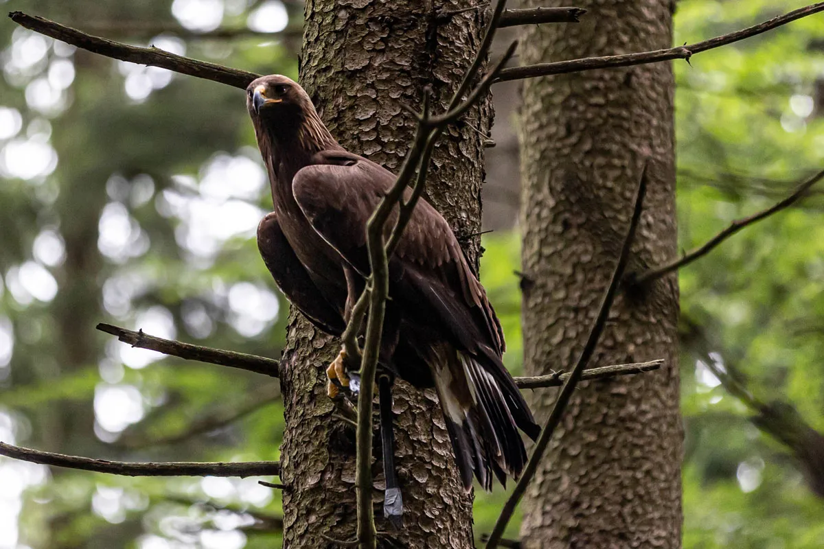 Steinadler