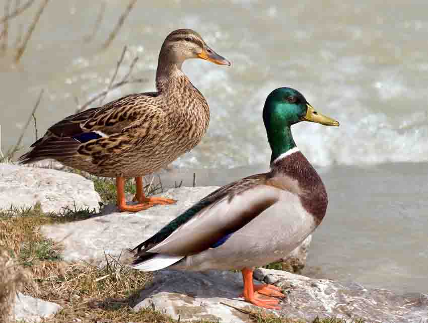 Stockenten