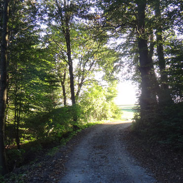 Waldweg