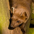 Baummarder