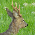 Rehwild