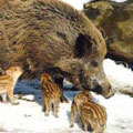 Schwarzwild