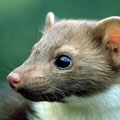 Steinmarder